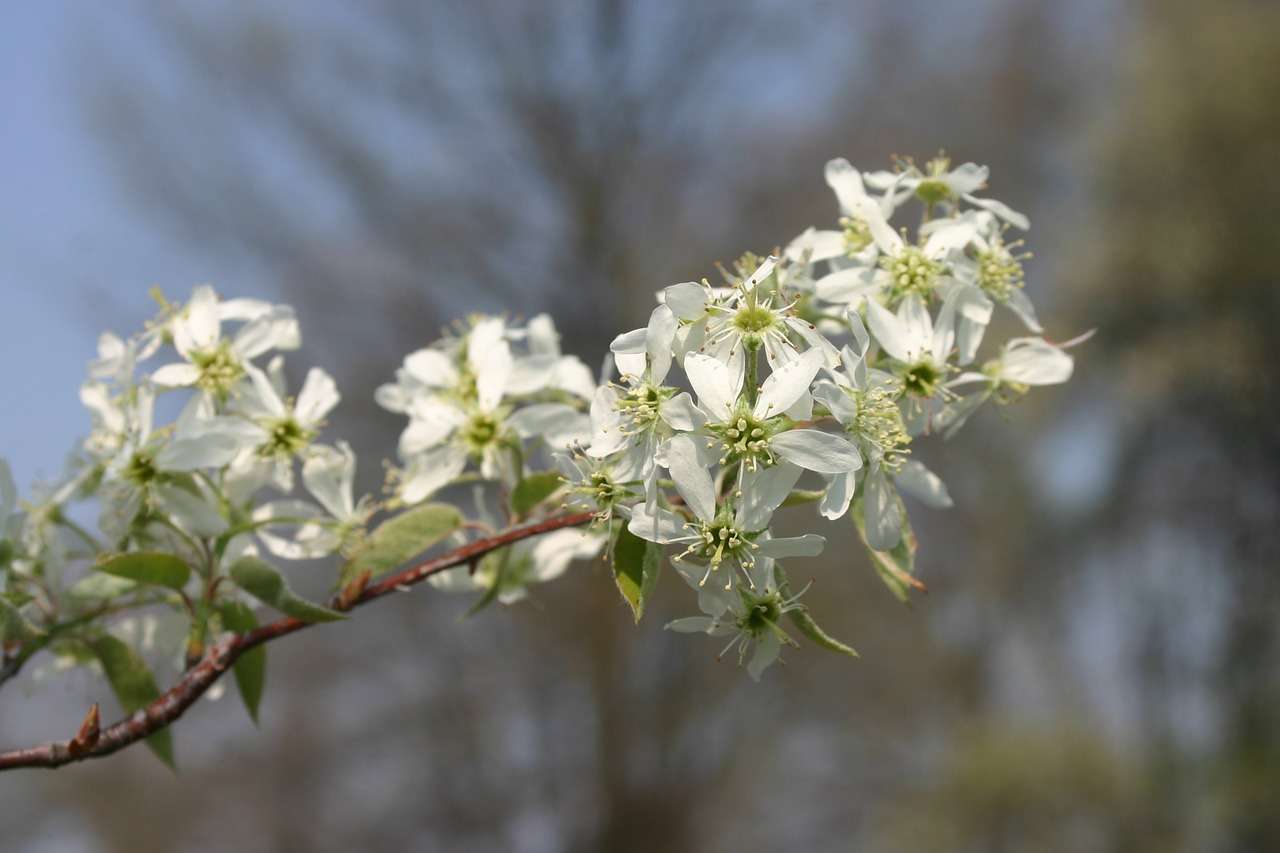 The Best Native Plants For Northern Virginia